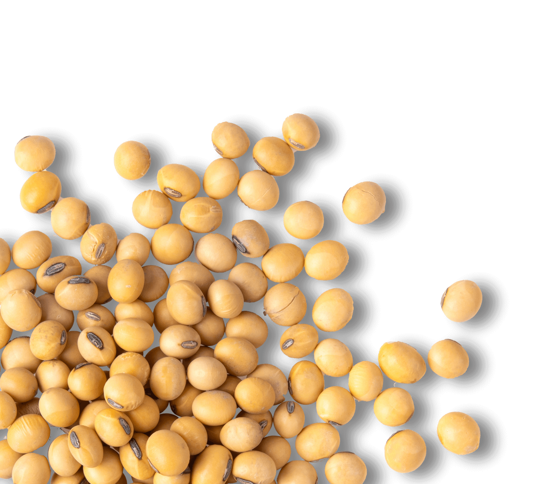 Soybeans without a background